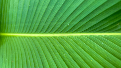 Nature of green leaf in garden at summer. Natural green leaves plants using as spring background cover page greenery environment ecology wallpaper,  copy space 