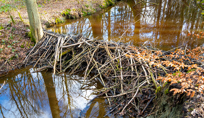Beavers built a dam in the forest in nature reserve Hoge Kempen, Belgium
