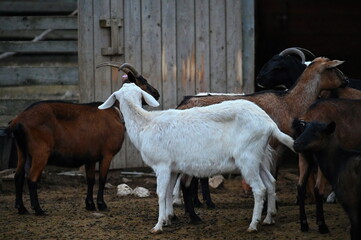 Obraz premium Beautiful goats on the farm. Concept for animals and agriculture.