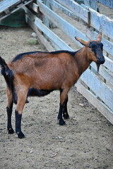Beautiful goats on the farm. Concept for animals and agriculture.