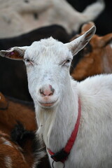 Beautiful goats on the farm. Concept for animals and agriculture.