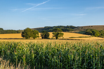A view over farmland in the Sussex countryside, on a sunny August evening