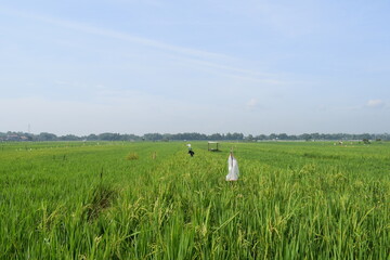 rice fields and bird scarecrows
