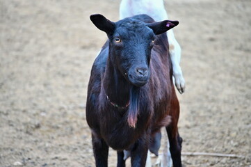 Beautiful goats on the farm. Concept for animals and agriculture.
