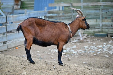 Beautiful goats on the farm. Concept for animals and agriculture.