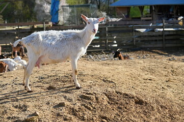 Beautiful goats on the farm. Concept for animals and agriculture.