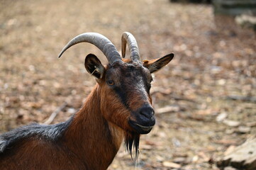Beautiful goats on the farm. Concept for animals and agriculture.