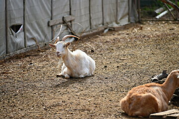 Beautiful goats on the farm. Concept for animals and agriculture.