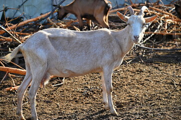 Beautiful goats on the farm. Concept for animals and agriculture.