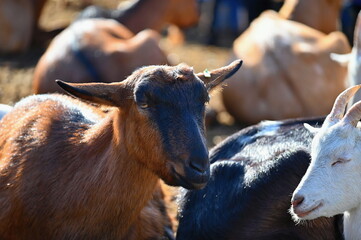 Beautiful goats on the farm. Concept for animals and agriculture.