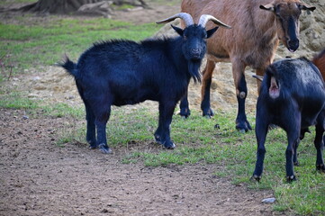 Fototapeta premium Beautiful goats on the farm. Concept for animals and agriculture.