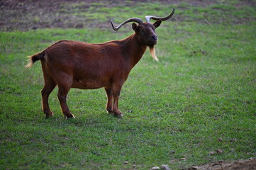 Beautiful goats on the farm. Concept for animals and agriculture.