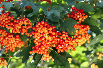 Red viburnum berries close-up, natural harvest, green leaf background, sunny day, wildlife food,...