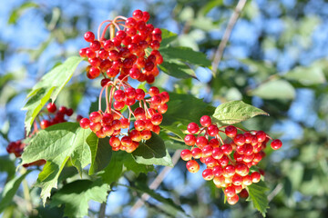 Ripe red viburnum berries on branch, green leaves, summer garden, close-up, healthy food, organic...