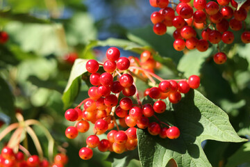 Obraz premium Red berries of guelder rose, fresh fruits on branch, green leaves, outdoor close-up, medicinal plant, antioxidant rich, seasonal harvest, bright summer day, edible nature, rural landscape