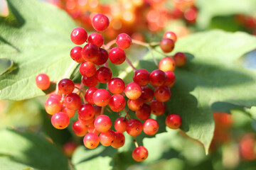 Guelder rose berries, ripe red fruit clusters, botanical background, green foliage, sunlight, summer-autumn season, vitamin-rich food, herbal remedy plant, fresh natural harvest, edible berries