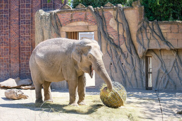 elephant in zoo