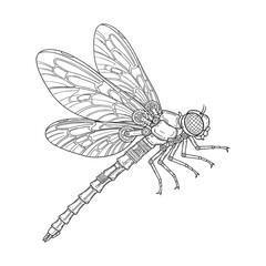 Detailed Dragonfly Line Art Illustration on White Background 1.