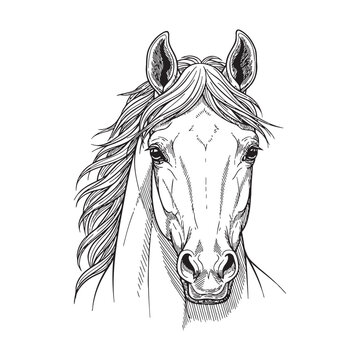 recommend clip art: Elegant horse head portrait line art drawing.
