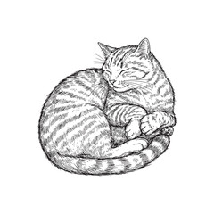 Handdrawn sketch of a sleeping tabby cat curled up peacefully 1.