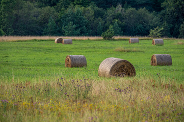 round bales of hay in a field