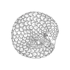 Fototapeta premium Pangolin curled into a defensive ball sketch illustration.
