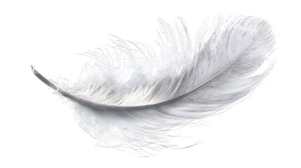 Gray feather detail, isolated on transparent background
