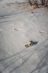 An animal skull rests on a snow-covered mound in a desolate winter landscape, creating a dramatic...