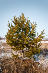 A single small pine tree stands out in a snow-covered field of dry grass, creating a striking...