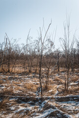 A detailed close-up of a frozen landscape with patches of snow and dry, brown grass, showing the...