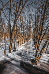 A tranquil autumn landscape with a frozen lake and tall reeds in the foreground, creating a serene...