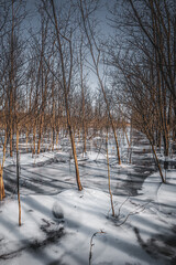 A tranquil autumn landscape with a frozen lake and tall reeds in the foreground, creating a serene...