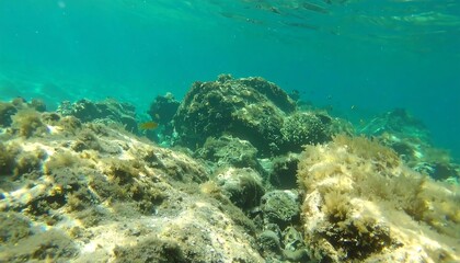 Fototapeta premium Underwater scene showcasing a vibrant coral reef with various marine flora and fauna.