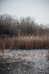 A close-up view of a frozen lake covered with delicate ice crystals, surrounded by tall, dry reeds...