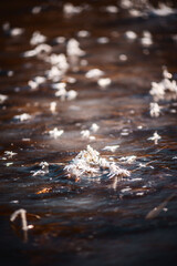 A macro shot of intricate frost patterns on a thin layer of ice, creating a detailed and beautiful...