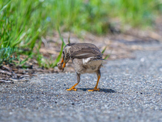 地面を歩くムクドリ