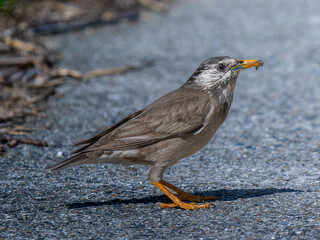 地面を歩くムクドリ