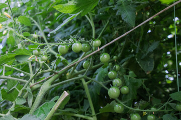 A close-up of green cherry tomatoes ripening on the vine in a garden.