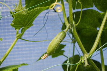 A small cucumber grows on the vine, demonstrating a fresh, healthy vegetable.