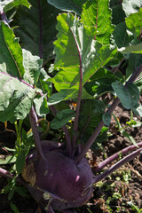 A purple kohlrabi plant flourishes in a sunny garden setting, showing off its fresh, green leaves.