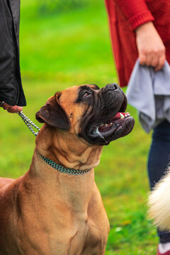 A powerful Bullmastiff with a black mask stands on a green field, panting and looking to the side.