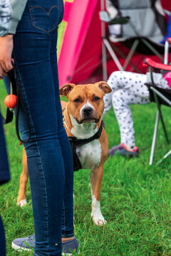 A friendly American Staffordshire Terrier stands happily on a green lawn, looking directly at the camera next to its owner