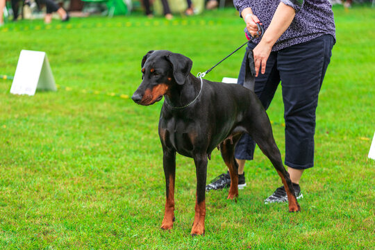 A beautiful Doberman Pinscher in a show pose, standing alertly with its handler on a green lawn