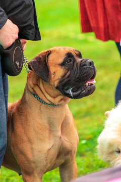 A majestic Bullmastiff with a black mask stands on a green field, panting and looking to the side. A classic and powerful portrait.