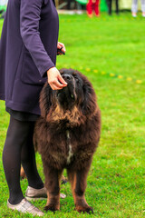 Fototapeta premium A majestic Tibetan Mastiff with a thick black mane stands calmly next to its handler at a dog show.
