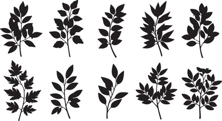 Fototapeta premium Collection of Black Silhouette Branches with Leaves on White Background plant nature