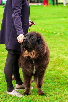 A majestic Tibetan Mastiff looks up at its handler with a calm and trusting expression at a dog show.