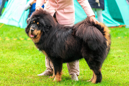 A majestic Tibetan Mastiff with a thick black mane stands calmly next to its handler at a dog show.