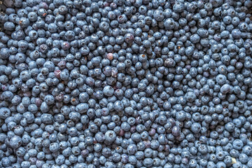 Wild blueberries in a small box. Berries contain vitamins and useful substances. Sweet edible berries in the tray. Ripe berries, picked in summer. Berry background.