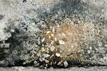 sea shells on beach